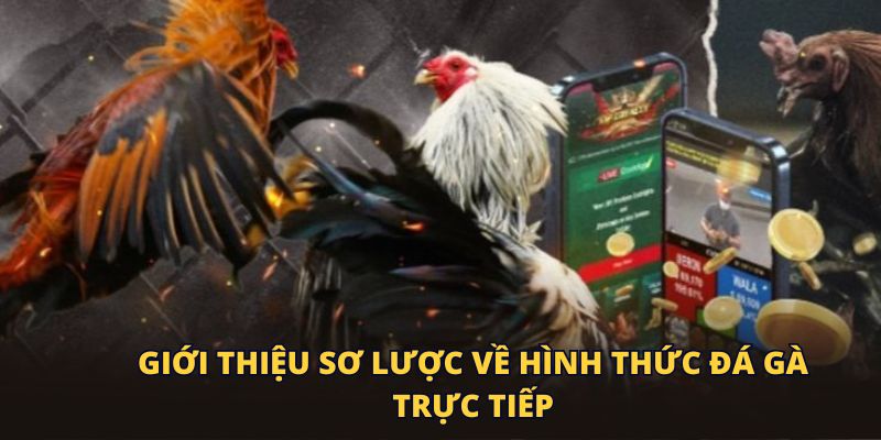 Giới thiệu sơ lược về hình thức đá gà trực tiếp