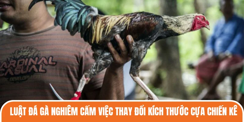 Luật đá gà nghiêm cấm việc thay đổi kích thước cựa chiến kê