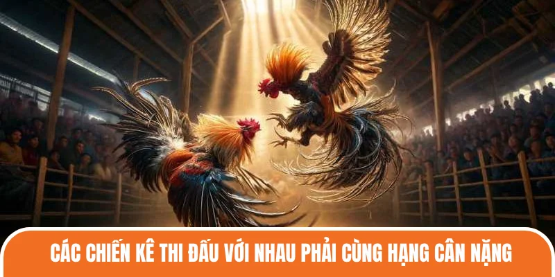 Luật chơi đá gà là các quy định được áp dụng vào trận đấu